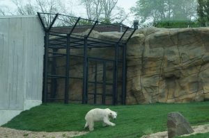 Madison Zoo Polar bears