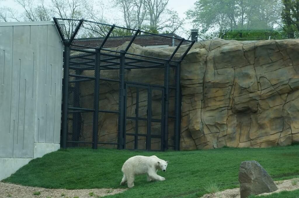 Madison Zoo Polar bears