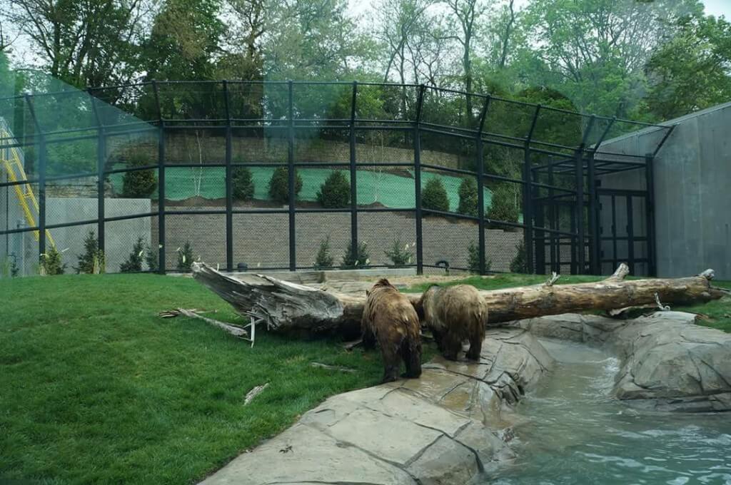 Madison Zoo bears
